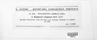 Boeremia exigua image